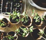 Gardening