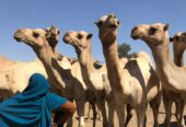 Somaliland Travel Guide