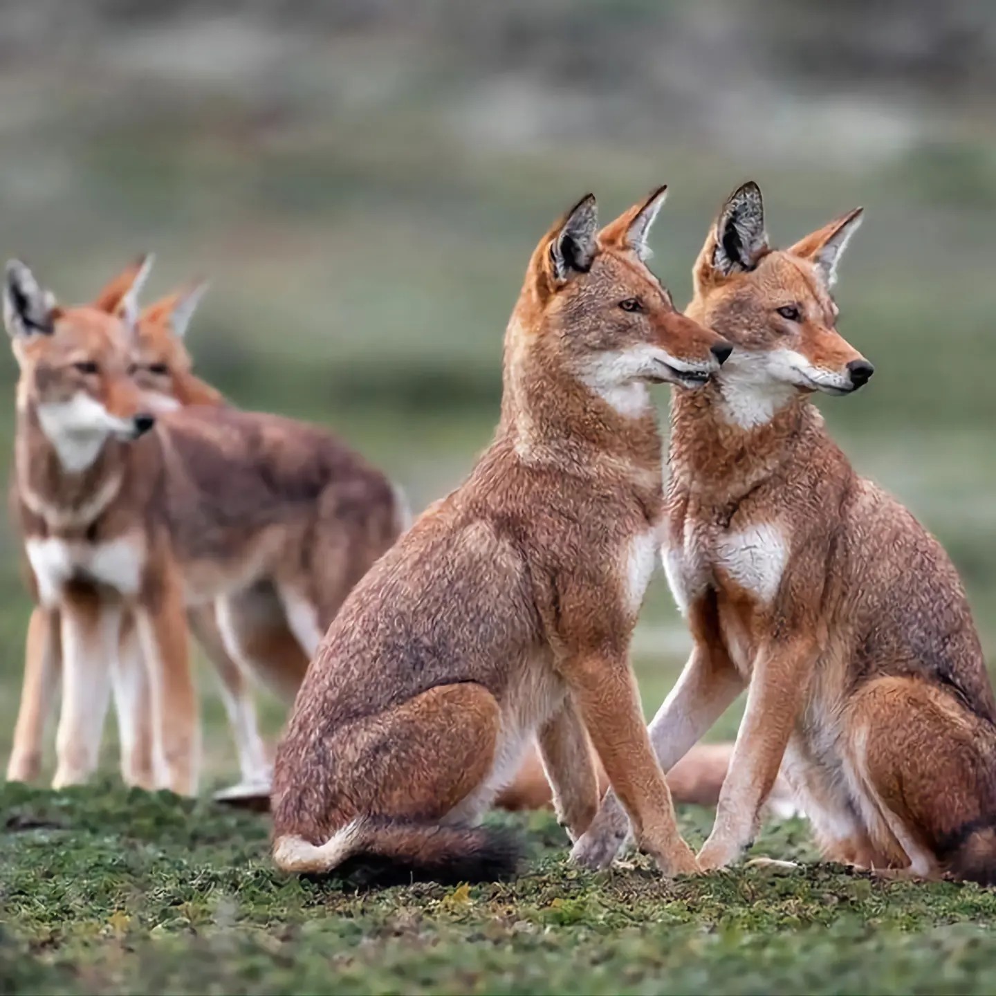 ADDIS ABABA: Hiking Tour to the Bale Mountains National Park